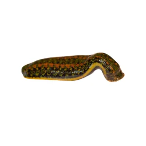 Medicinal Leeches – Hirudo Verbana – L