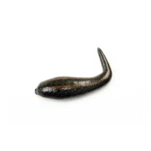 Medicinal Leeches – Hirudo Verbana –M