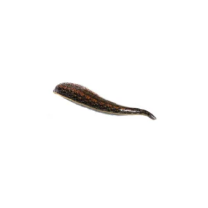 Medicinal Leeches – Hirudo Verbana –S